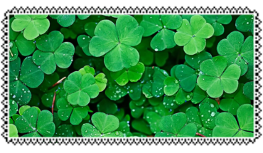 field of clovers stamp